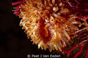 The rare walking sea anemone unique to the Cape Peninsula... by Peet J Van Eeden 